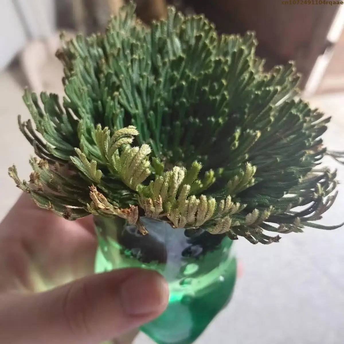 Rose of Jericho – Resurrection Plant for Prosperity, Protection, and Ritual Use