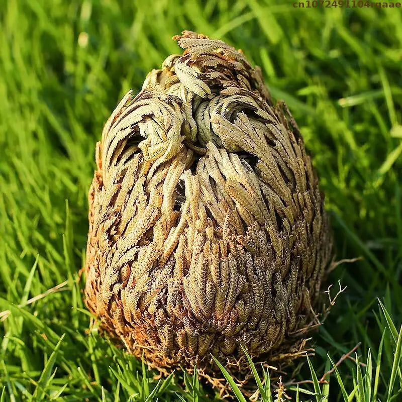 Rose of Jericho – Resurrection Plant for Prosperity, Protection, and Ritual Use