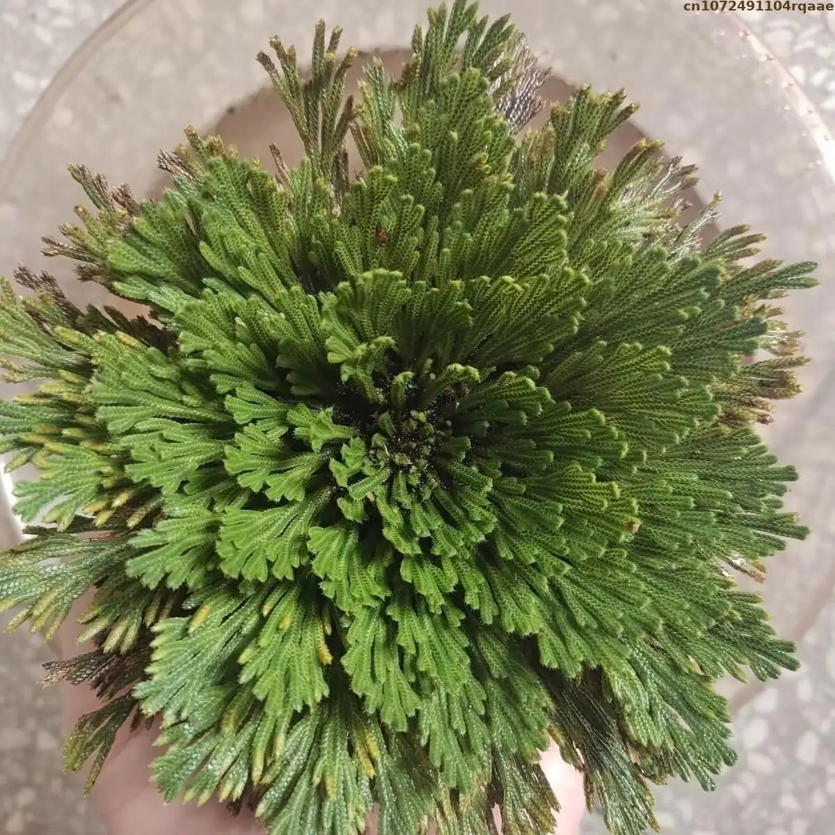 Rose of Jericho – Resurrection Plant for Prosperity, Protection, and Ritual Use