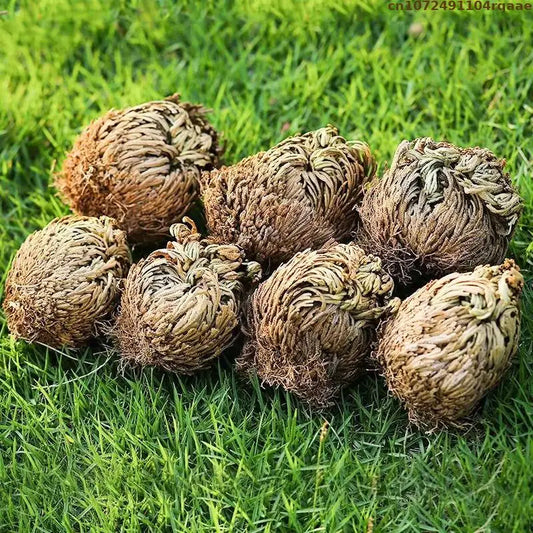 Rose of Jericho – Resurrection Plant for Prosperity, Protection, and Ritual Use