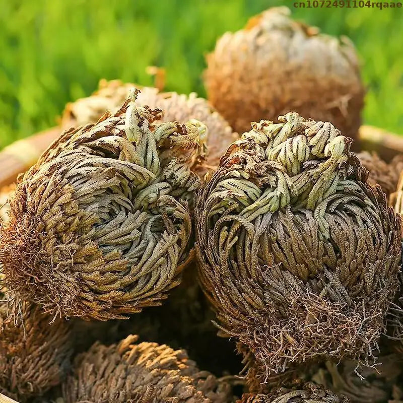 Rose of Jericho – Resurrection Plant for Prosperity, Protection, and Ritual Use